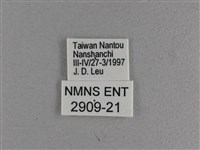 小雙尾蛺蝶藏品圖，第3張