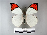 橙端粉蝶、端紅蝶藏品圖，第1張