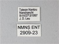 橙端粉蝶、端紅蝶藏品圖，第3張