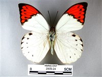 橙端粉蝶、端紅蝶藏品圖，第1張