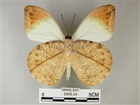 橙端粉蝶、端紅蝶藏品圖，第2張