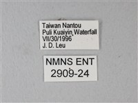 橙端粉蝶、端紅蝶藏品圖，第3張