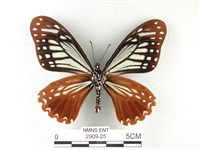 斑鳳蝶藏品圖，第2張