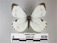 緣點白粉蝶藏品圖，第1張