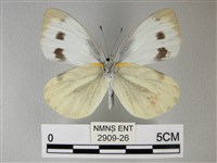 緣點白粉蝶藏品圖，第2張