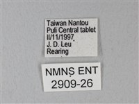 緣點白粉蝶藏品圖，第3張