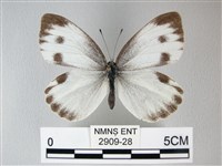 緣點白粉蝶藏品圖，第1張