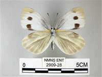 緣點白粉蝶藏品圖，第2張