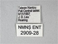 緣點白粉蝶藏品圖，第3張