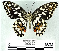 花鳳蝶、無尾鳳蝶藏品圖，第2張