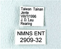 花鳳蝶、無尾鳳蝶藏品圖，第3張