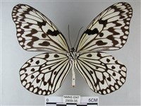 大白斑蝶藏品圖，第2張
