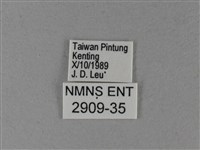 大白斑蝶藏品圖，第3張