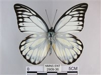 鋸粉蝶藏品圖，第1張