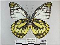 鋸粉蝶藏品圖，第2張