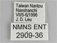 鋸粉蝶藏品圖，第3張