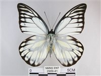 鋸粉蝶藏品圖，第1張