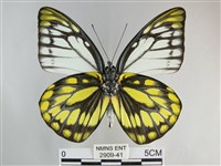 鋸粉蝶藏品圖，第2張