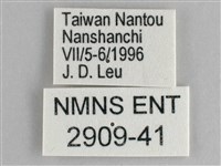 鋸粉蝶藏品圖，第3張