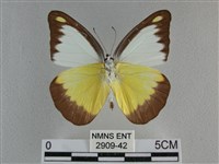 異色尖粉蝶藏品圖，第2張