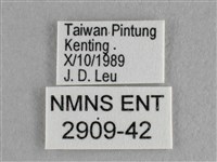 異色尖粉蝶藏品圖，第3張