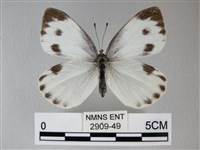 緣點白粉蝶藏品圖，第1張