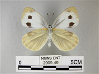 緣點白粉蝶藏品圖，第2張