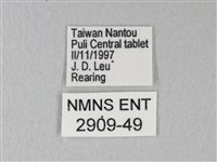 緣點白粉蝶藏品圖，第3張