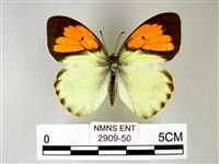 異粉蝶、雌白黃蝶藏品圖，第1張