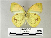 異粉蝶、雌白黃蝶藏品圖，第2張