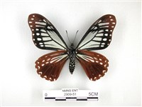 斑鳳蝶藏品圖，第2張