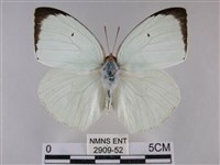 細波遷粉蝶藏品圖，第1張