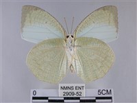 細波遷粉蝶藏品圖，第2張