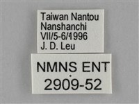 細波遷粉蝶藏品圖，第3張