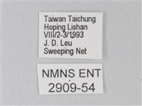 白絹粉蝶藏品圖，第3張