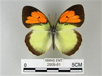 異粉蝶、雌白黃蝶藏品圖，第1張