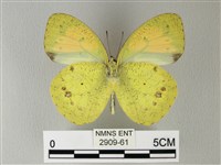 異粉蝶、雌白黃蝶藏品圖，第2張