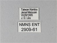 異粉蝶、雌白黃蝶藏品圖，第3張