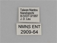 臺灣絹蛺蝶藏品圖，第3張