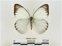 淡褐脈粉蝶藏品圖，第1張