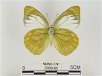 淡褐脈粉蝶藏品圖，第2張