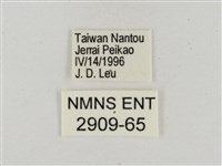 淡褐脈粉蝶藏品圖，第3張