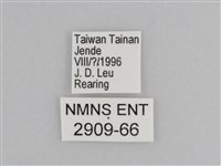 樺斑蝶藏品圖，第3張