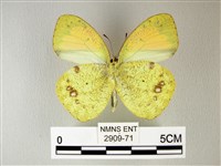 異粉蝶、雌白黃蝶藏品圖，第2張