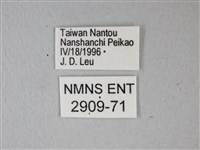 異粉蝶、雌白黃蝶藏品圖，第3張