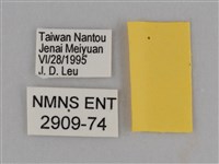 豔粉蝶藏品圖，第3張