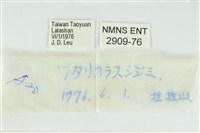 渡氏烏灰蝶藏品圖，第3張