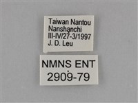 臺灣絹蛺蝶藏品圖，第3張