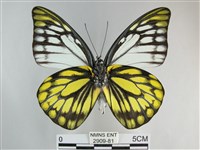 鋸粉蝶藏品圖，第2張