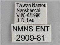 鋸粉蝶藏品圖，第3張